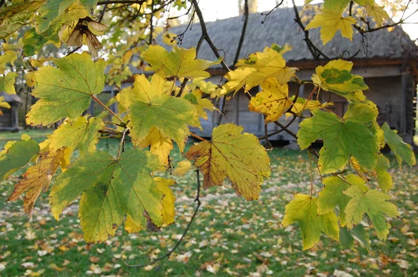 The autumn leaves of trees are yellow.