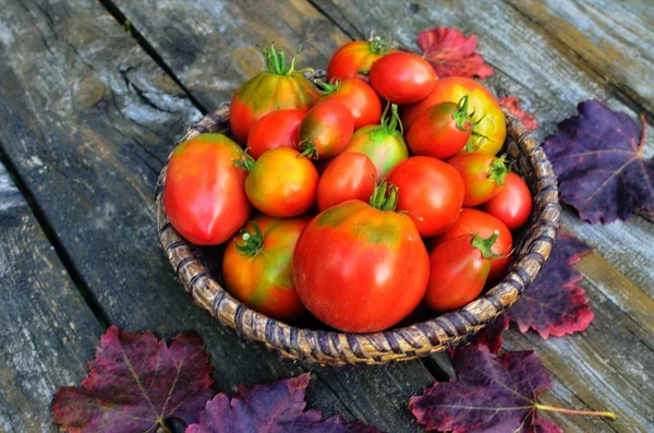 Tomates cherry frescos y albahaca en un plato de madera sobre un fondo oscuro. Cosechando tomates —  Fotos de Stock