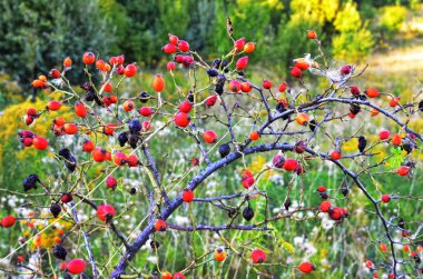 doğada, güzel arka plan vahşi kuşburnu