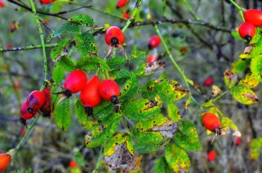 doğada, güzel arka plan vahşi kuşburnu