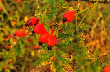 doğada, güzel arka plan vahşi kuşburnu