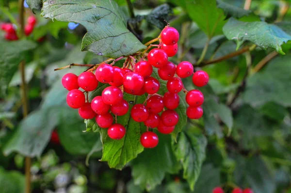 Baies d'automne guelder-rose — Photo