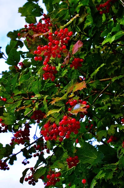 Autumn berry guelder-rose — Stock Photo, Image