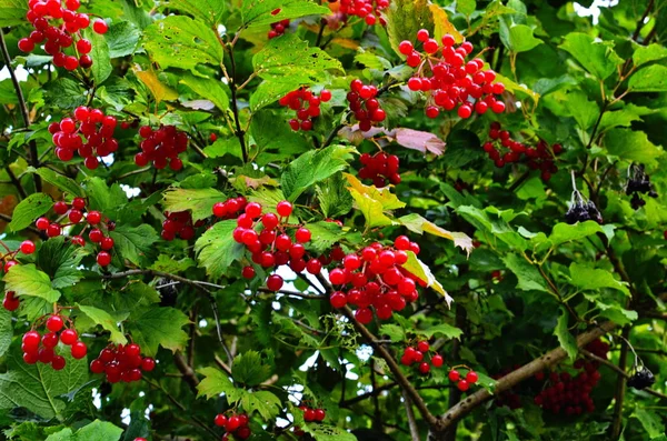 Guelder-rosa de baga de outono — Fotografia de Stock