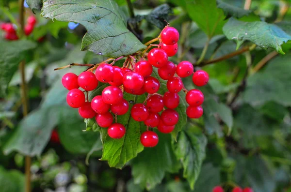 Sonbahar berry guelder-gül — Stok fotoğraf