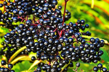 Sambucus Ebulus (Mürver) meyveleri