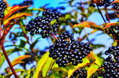 Sambucus Ebulus (Mürver) meyveleri