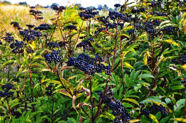 Sambucus Ebulus (Mürver) meyveleri