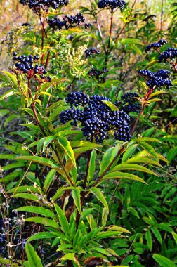 Sambucus Ebulus (Mürver) meyveleri