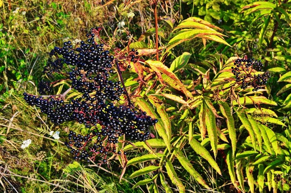 SAMBUCUS Ebulus (Elderberry) owoce — Zdjęcie stockowe