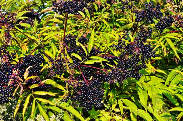 Frutas de Sambucus Ebulus (saúco) —  Fotos de Stock