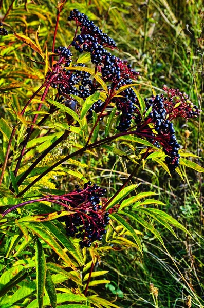 SAMBUCUS Ebulus (Elderberry) owoce — Zdjęcie stockowe