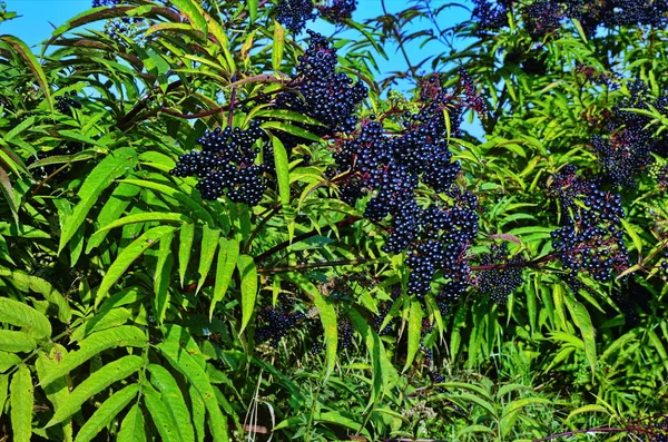 SAMBUCUS Ebulus (Elderberry) owoce — Zdjęcie stockowe