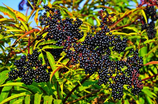 SAMBUCUS Ebulus (Elderberry) owoce — Zdjęcie stockowe