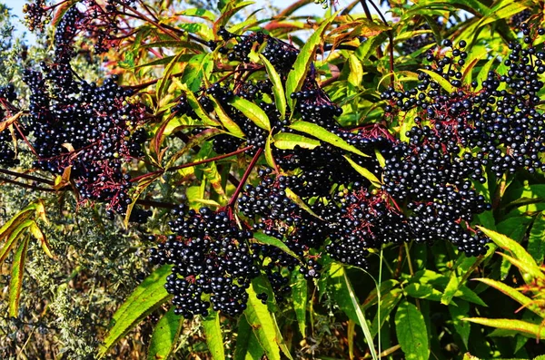 Sambucus Ebulus (Elderberry) ovoce — Stock fotografie