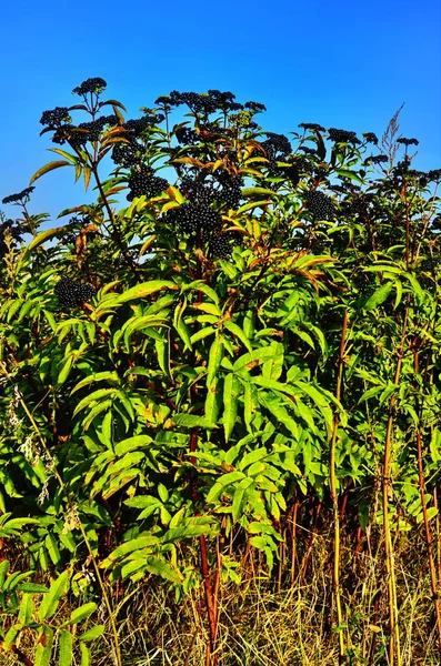 SAMBUCUS Ebulus (Elderberry) owoce — Zdjęcie stockowe