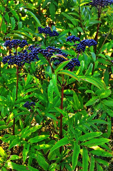 SAMBUCUS Ebulus (Elderberry) owoce — Zdjęcie stockowe
