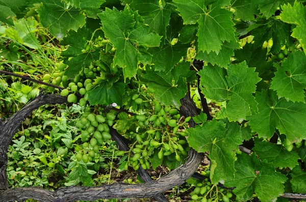 Groene druiven in een wijnstok tuin. Witte druiven op een tak van groene wijnstok in wijngaard voor de oogst. — Stockfoto