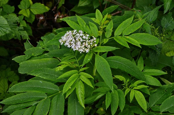 Bloeiwijze bush (Sambucus ebulus L.) van de familie Muskuskruidfamilie. — Stockfoto