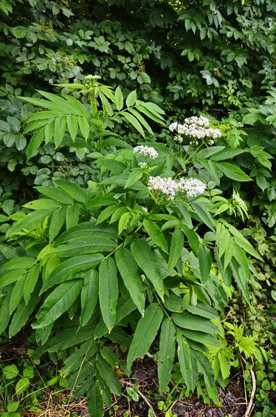 Adoxaceae ailesinin önümüzdeki bush (Sambucus ebulus L.).