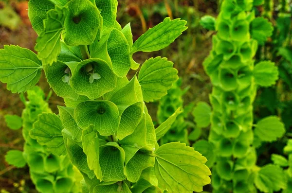 Yaz aylarında İrlanda Çiçeklenme Çanları