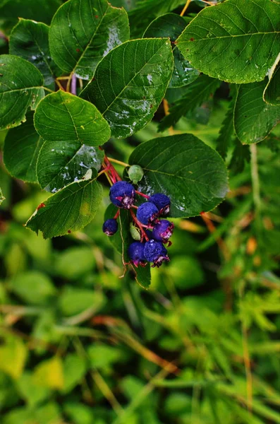 Purpurové plody mespilusu — Stock fotografie