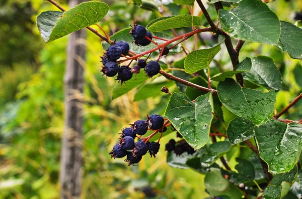 Frutos roxos de um mespilus — Fotografia de Stock