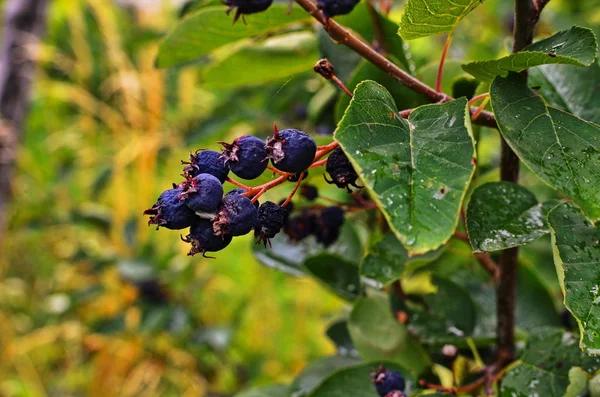 Frutos roxos de um mespilus — Fotografia de Stock