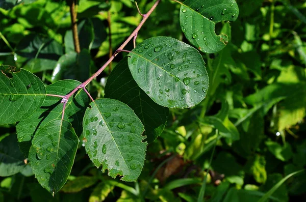 메스필루스의 보라색 열매 — 스톡 사진