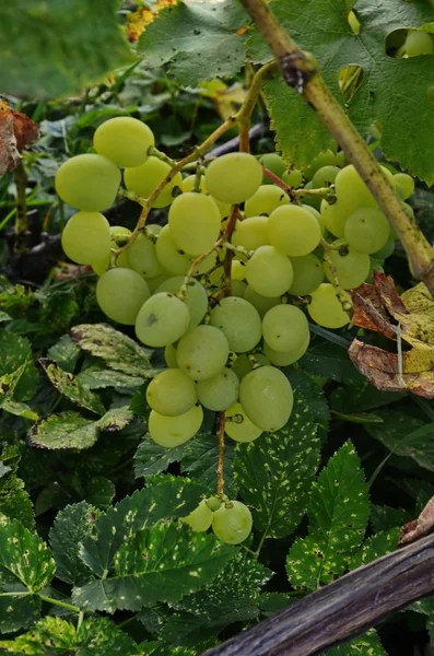 Uvas verdes em uma videira. Uvas brancas em um ramo de videira verde em vinha antes da colheita . — Fotografia de Stock