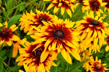 Rudbeckia fulgida Aiton, Turuncu koniçiçeği
