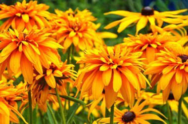 Rudbeckia fulgida Aiton, Turuncu koniçiçeği