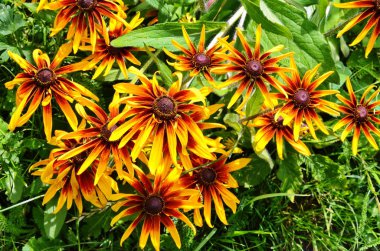 Rudbeckia fulgida Aiton, Turuncu koniçiçeği