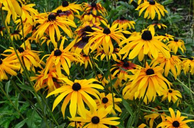 Rudbeckia fulgida Aiton, Turuncu koniçiçeği