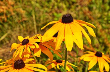 Rudbeckia fulgida Aiton, Turuncu koniçiçeği
