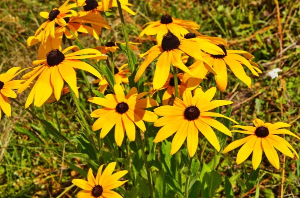 Rudbeckia fulgida Aiton, Turuncu koniçiçeği