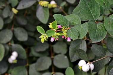 Bahçede yakın çekim de kar meyvesi ile Şube