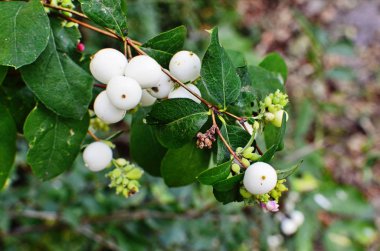 Bahçede yakın çekim de kar meyvesi ile Şube