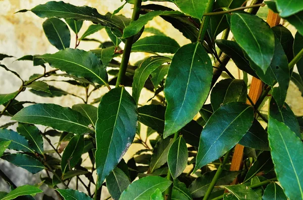 laurel tree with bay leaves, Laurus nobilis.