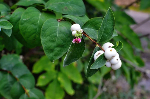 Filial med bär av snöbär i trädgården närbild — Stockfoto