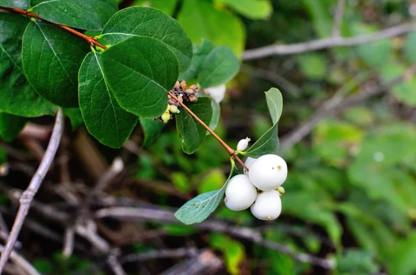 Branche avec des baies de mûres dans le jardin gros plan — Photo