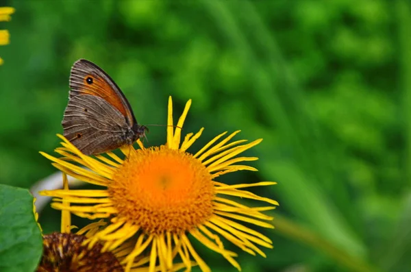 黄色い花の上の蝶テレキアのスペシオス. — ストック写真