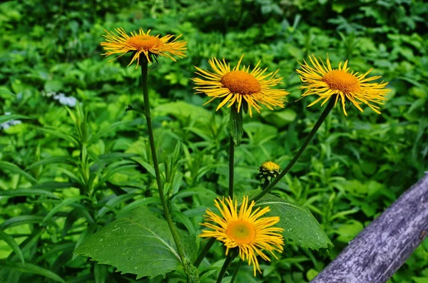 Fiori gialli e arancioni Telekia specios — Foto Stock