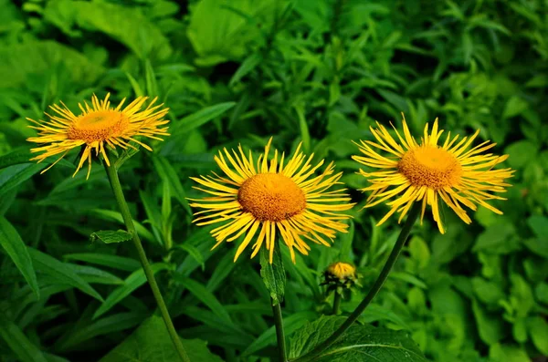 Gelbe und orangefarbene Blüten telekia specios — Stockfoto