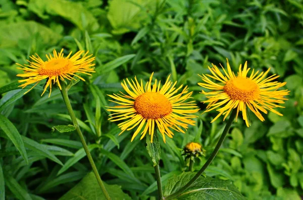 Gelbe und orangefarbene Blüten telekia specios — Stockfoto