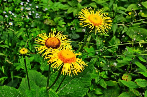 Žlutá & oranžová květiny Telekia specios — Stock fotografie