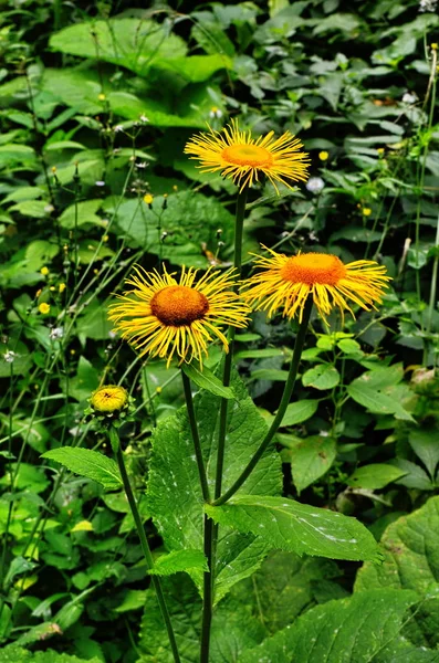 Gelbe und orangefarbene Blüten telekia specios — Stockfoto