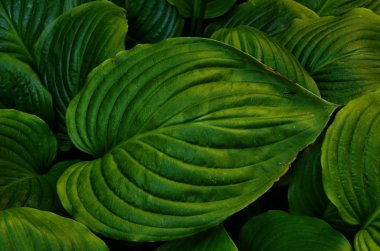 yeşil yaprak konakları