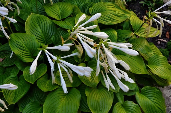 Hosta çiçek açan beyaz çiçek, ayrıca Funkia, Kuşkonmaz ailesi (lat. Asparagales)