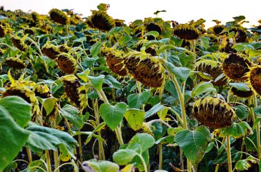 Olgunlaşmış ayçiçeği alanı